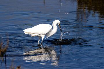 A snowy egret fishing in sea