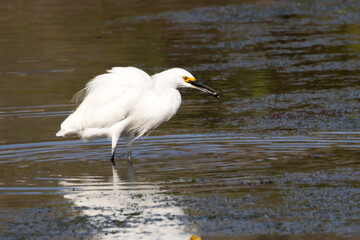 A snowy egret fishing in sea