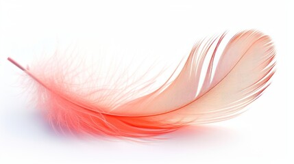 dove pink feather on a white background.