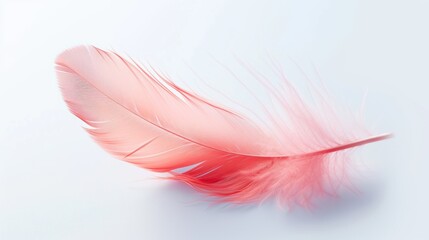 dove pink feather on a white background.