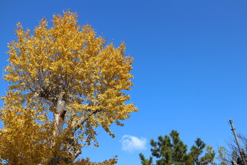 秋の風景　イチョウの木