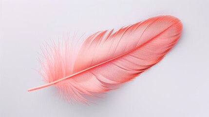 dove pink feather on a white background.