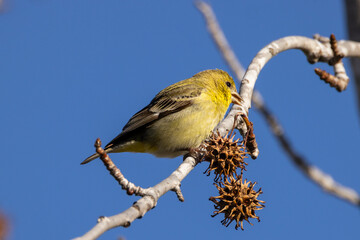 A lesser goldfinch taking sweetgum seeds