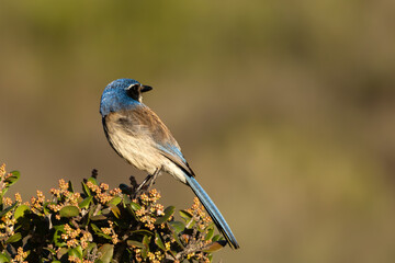 Closeup of a California scrub jay
