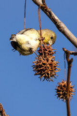 A lesser goldfinch taking sweetgum seeds