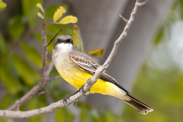 Closeup of a kingbird on tree branch