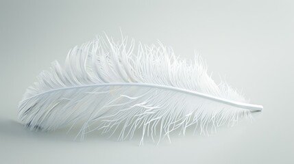 white dove feather clipping path on white Isolated background.