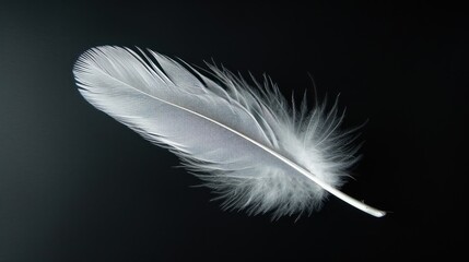 white dove feather clipping path on black Isolated background.