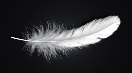 white dove feather clipping path on black Isolated background.