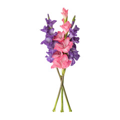 Pink purple gladiolus flower stems isolated on transparent background	