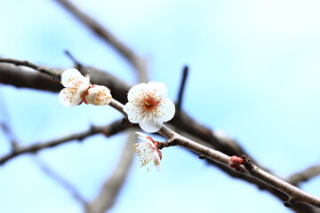 白い梅の花