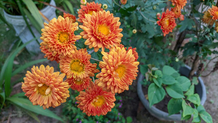 Close up of  Krisan or chrysanthemum flowers in the garden.