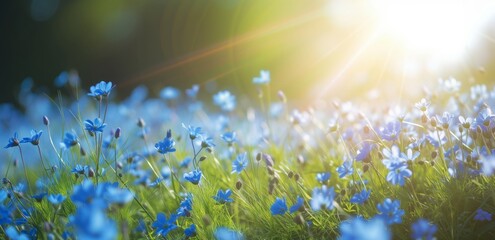 grass and flowers under sunshine