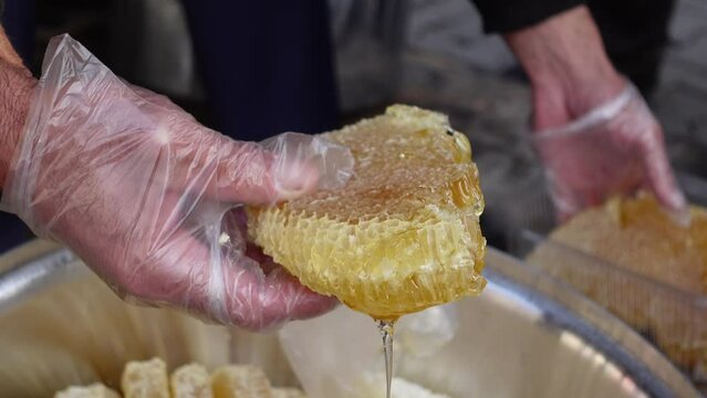 hand in gloves holding a honey comb