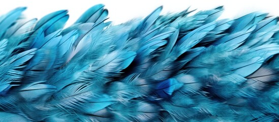 close-up photo of blue jay feathers