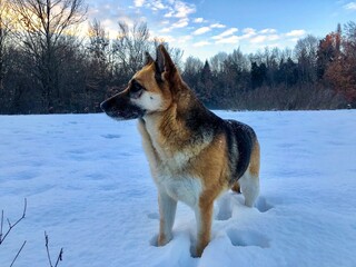 Dog