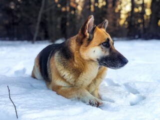 dog in snow