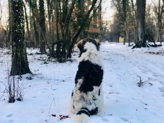 dog in snow