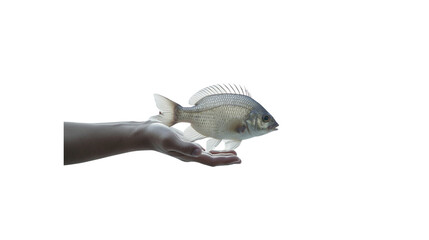 Side view of a man's hand holding a lonely tilapia fish in an aquarium.