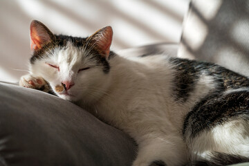Cat in portrait close up while trying to relax