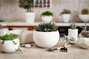 Potted Aloe Aristata house plant in white ceramic pot on a table indoors