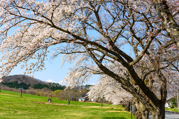宮城県北部　薬莱山(やくらいさん)の桜
