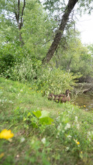 autumn in the forest