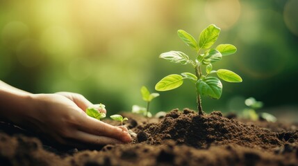 Human hand planting young green plant in fertile soil with sunlight. Ecology concept