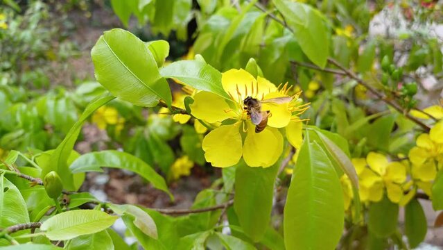 The little bee is sucking nectar from yellow apricot pistils or ochna integerrima pistils in the garden at Mekong Delta Vietnam.