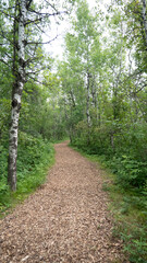 path in the forest