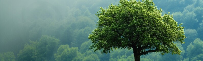 Trees background . Banner