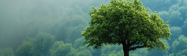 Fototapeta premium Trees background . Banner