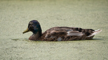 duck on the grass