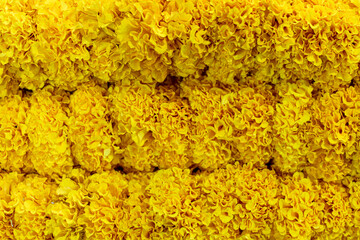 Marigold flower, background, yellow petal, pattern.