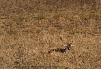 Red deer animal at winter Bavarian outdoor area 