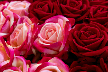 Decorative Rose, Pink, red, background