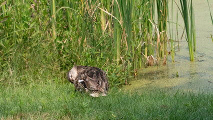 duck on the grass