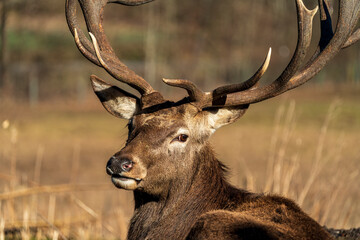 Red deer animal at winter Bavarian outdoor area 