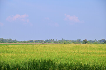 View Scene Beautiful Landscape of Rice field wide angle with white clouds and blue sky natural background at Thailand.