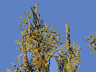 yellow leaves against blue sky