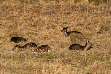 Red deer animal at winter Bavarian outdoor area 