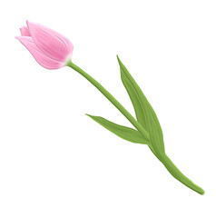 チューリップの3ⅾイラスト