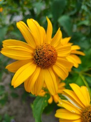 yellow echinacea flower close up, blur, in the garden, close up