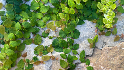 Variegated Ivy Leaves on Textured Stone Wall, Close-up of variegated ivy clinging to a rough stone...
