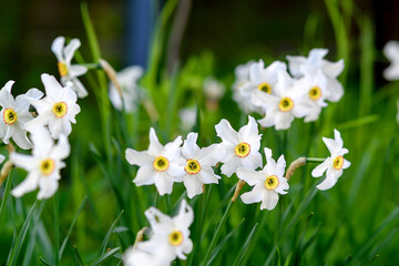 close up of narcissus flowers blooming in the garden