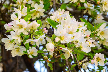 close-up of an apple tree blooming with white flowers in spring in the park