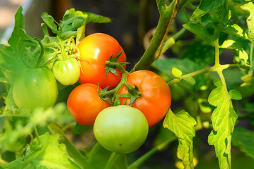 Ripe red organic tomatoes on a branch in an outdoor vegetable garden