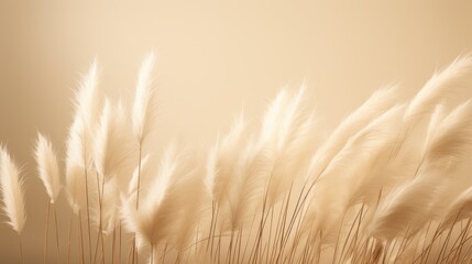 Reeds on a beige background.Fluffy pompas grass. Background of reed panicles.Abstract texture. A place for the text.