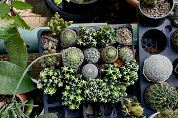 Closeup of Beautiful Cactus in a pot in the garden for design and decoration in Thailand.