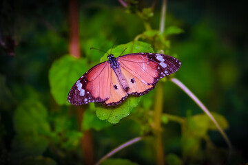 butterfly on flower